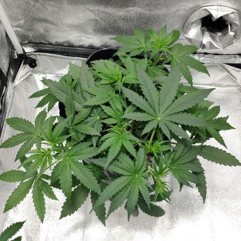 Ak47 Auto growlog photo: Día 22, ya mostró el primer pistilo.