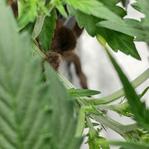 Ak47 Auto growlog photo: Día 22, ya mostró el primer pistilo.