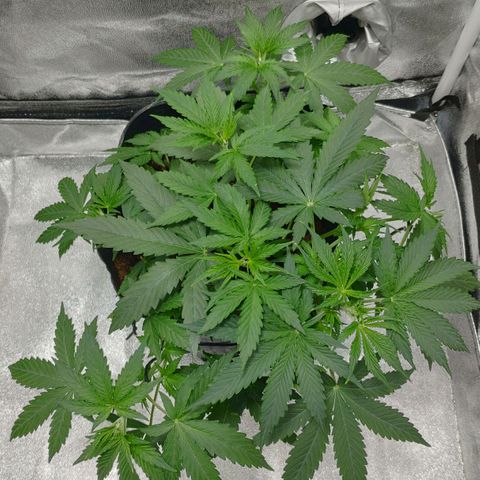 Ak47 Auto growlog photo: Día 23, ajusto LST