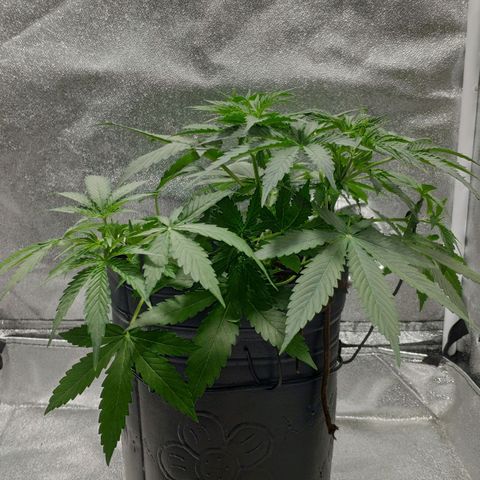Ak47 Auto growlog photo: Día 23, ajusto LST