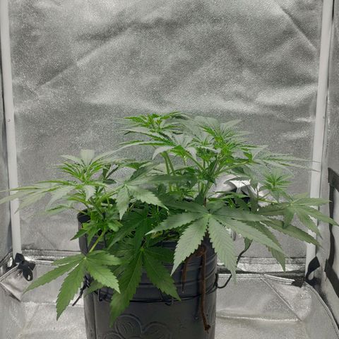 Ak47 Auto growlog photo: Día 24