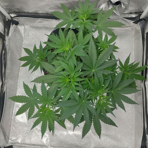 Ak47 Auto growlog photo: Día 24