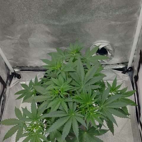 Ak47 Auto growlog photo: Día 24