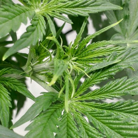 Ak47 Auto growlog photo: Día 24