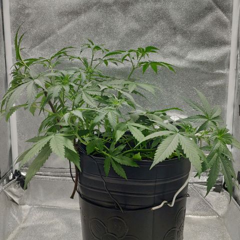 Ak47 Auto growlog photo: Día 25 ajusto LST