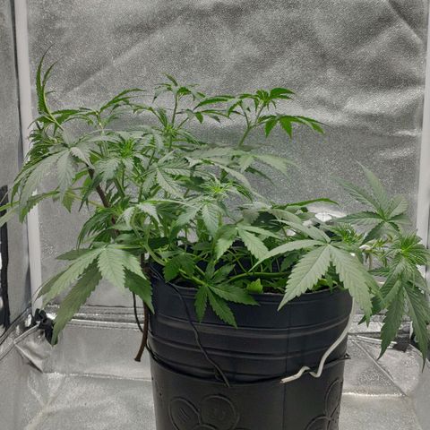 Ak47 Auto growlog photo: Día 25 ajusto LST