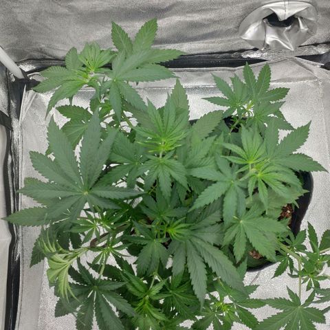 Ak47 Auto growlog photo: Día 25 ajusto LST