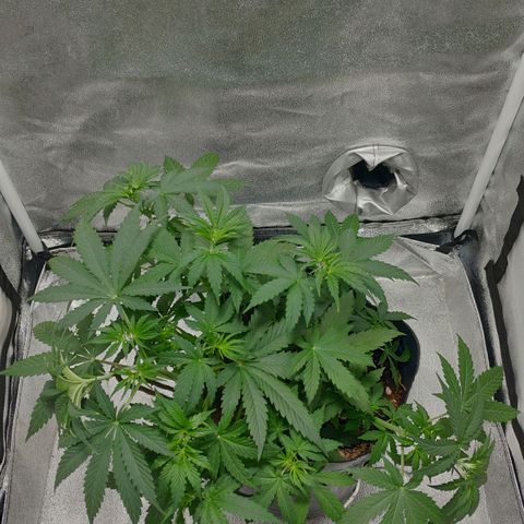 Ak47 Auto growlog photo: Día 25 ajusto LST