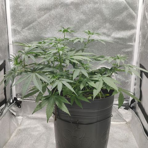 Ak47 Auto growlog photo: Día 26
