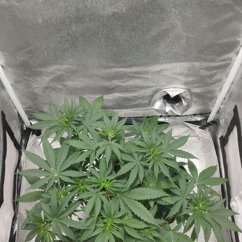 Ak47 Auto growlog photo: Día 26