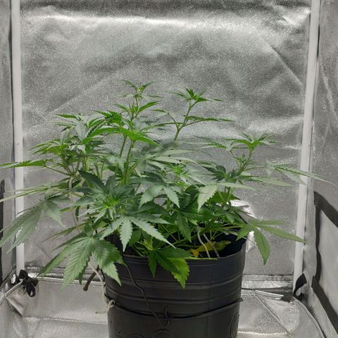 Ak47 Auto growlog photo: Día 27