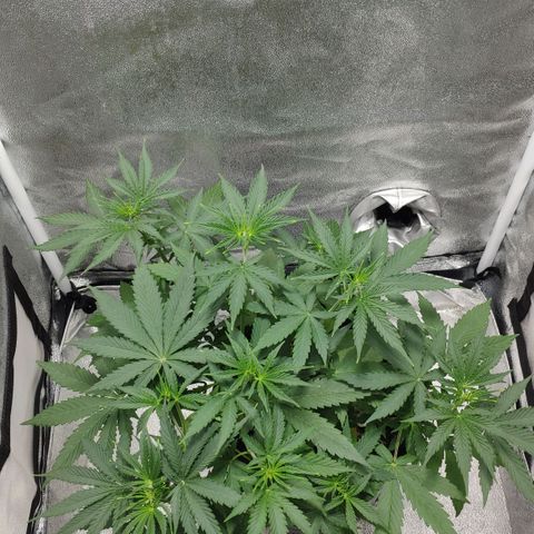 Ak47 Auto growlog photo: Día 27