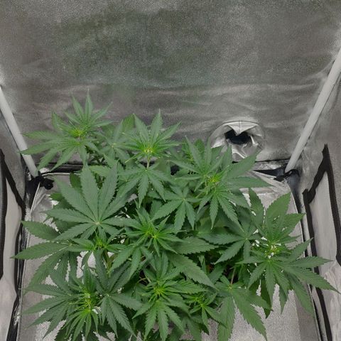 Ak47 Auto growlog photo: Día 27