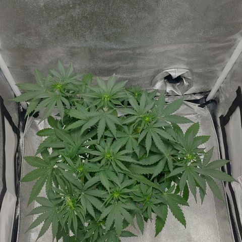 Ak47 Auto growlog photo: Día 28