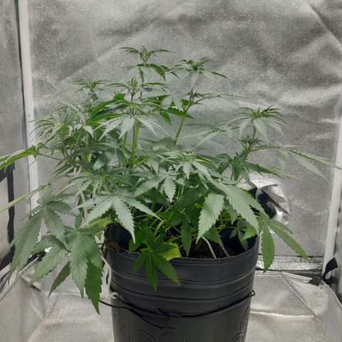 Ak47 Auto growlog photo: Día 28