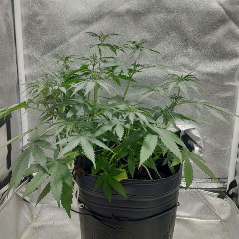 Ak47 Auto growlog photo: Día 28
