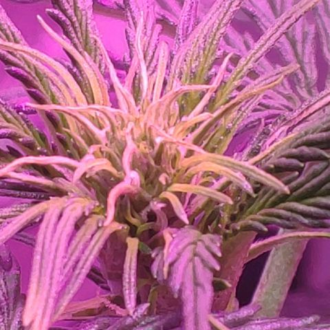 Ak47 Auto growlog photo: Día 30