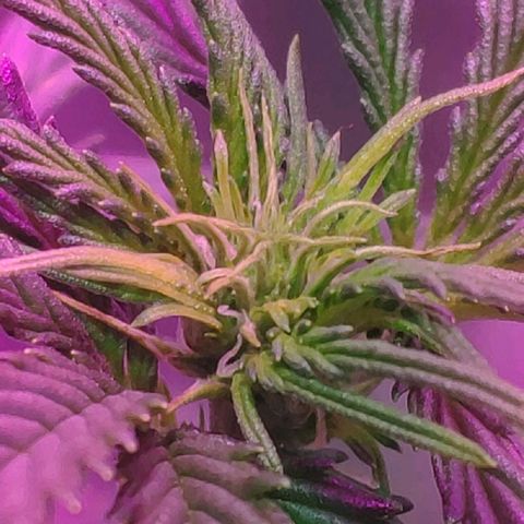 Ak47 Auto growlog photo: Día 30