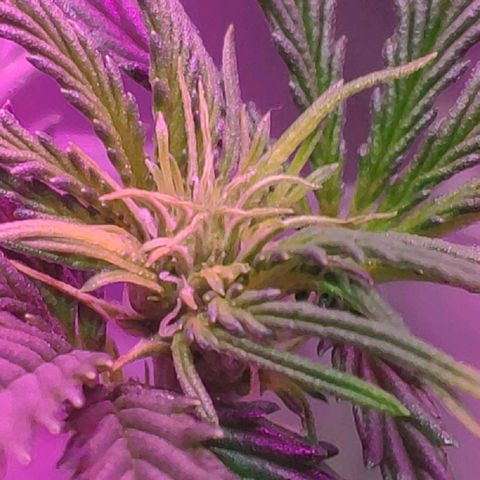 Ak47 Auto growlog photo: Día 30
