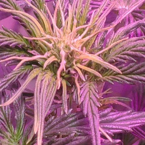 Ak47 Auto growlog photo: Día 30