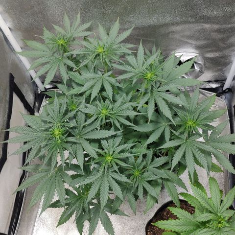 Ak47 Auto growlog photo: Día 30