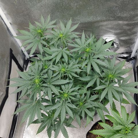 Ak47 Auto growlog photo: Día 30
