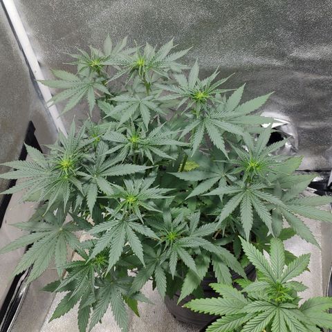 Ak47 Auto growlog photo: Día 30