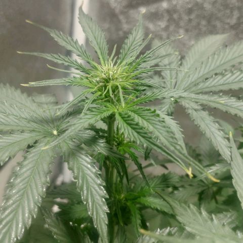 Ak47 Auto growlog photo: Día 32
