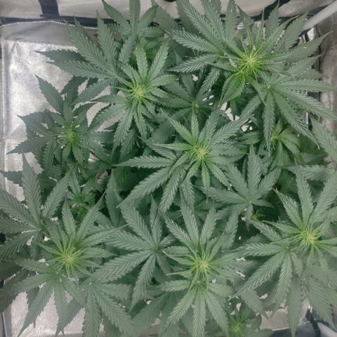 Ak47 Auto growlog photo: Día 32