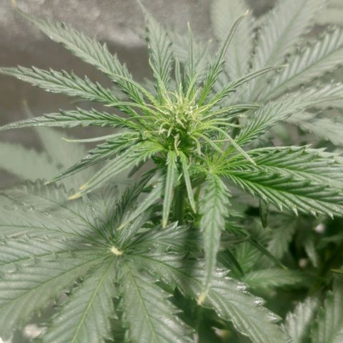 Ak47 Auto growlog photo: Día 32