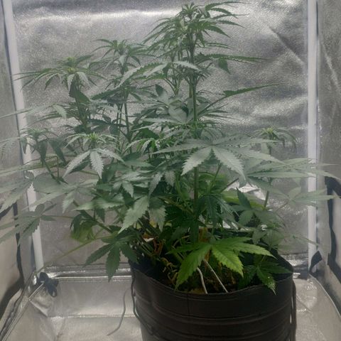 Ak47 Auto growlog photo: Día 32