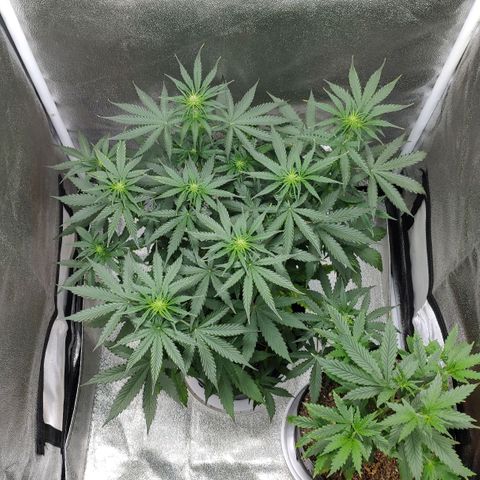 Ak47 Auto growlog photo: Día 33