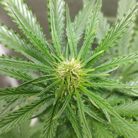 Ak47 Auto growlog photo: Dia 36