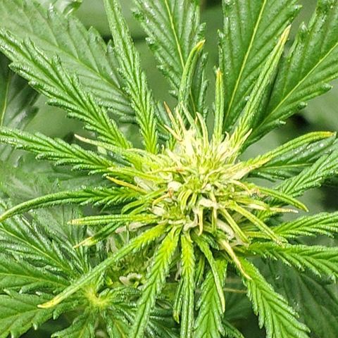 Ak47 Auto growlog photo: Dia 36