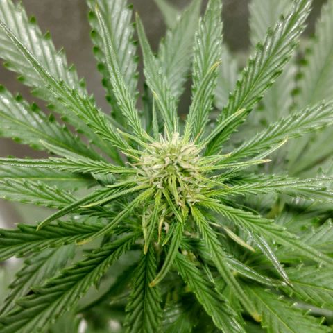 Ak47 Auto growlog photo: Dia 36