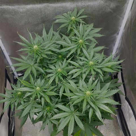 Ak47 Auto growlog photo: Dia 36