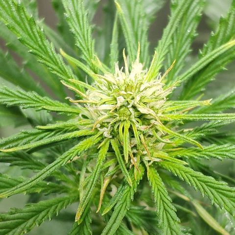 Ak47 Auto growlog photo: Dia 36