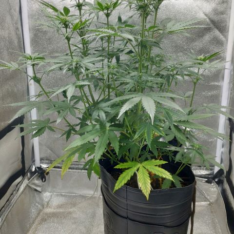 Ak47 Auto growlog photo: Dia 36