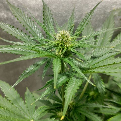 Ak47 Auto growlog photo: Dia 36
