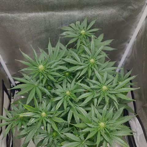 Ak47 Auto growlog photo: Dia 36