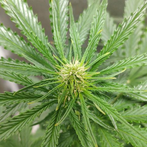 Ak47 Auto growlog photo: Dia 36