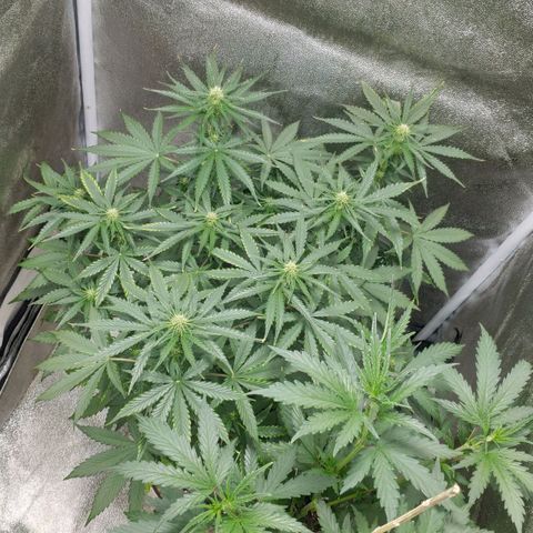 Ak47 Auto growlog photo: Dia 38