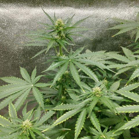 Ak47 Auto growlog photo: Dia 38