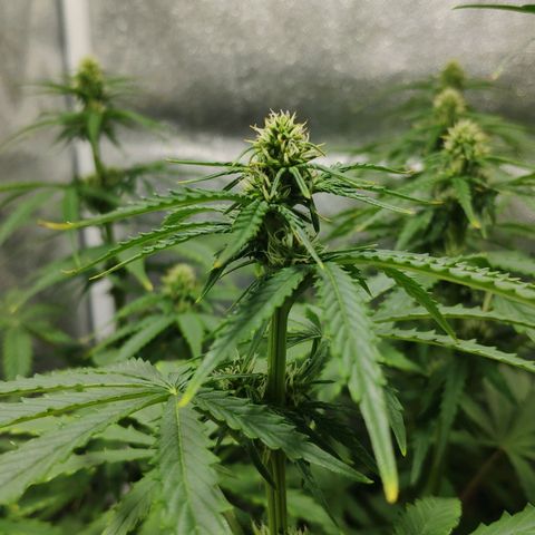 Ak47 Auto growlog photo: Dia 40