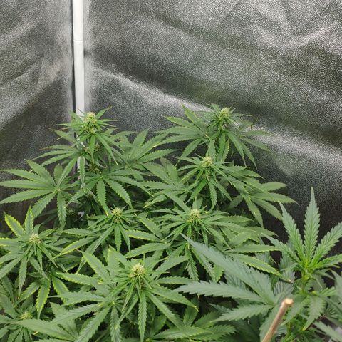 Ak47 Auto growlog photo: Dia 40