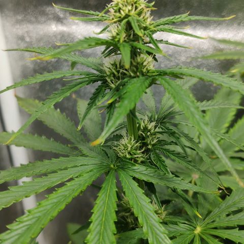 Ak47 Auto growlog photo: Dia 40