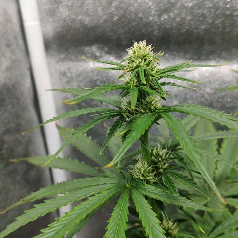 Ak47 Auto growlog photo: Dia 40