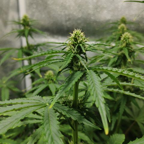Ak47 Auto growlog photo: Dia 40