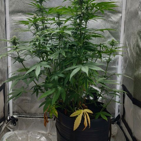 Ak47 Auto growlog photo: Día 42