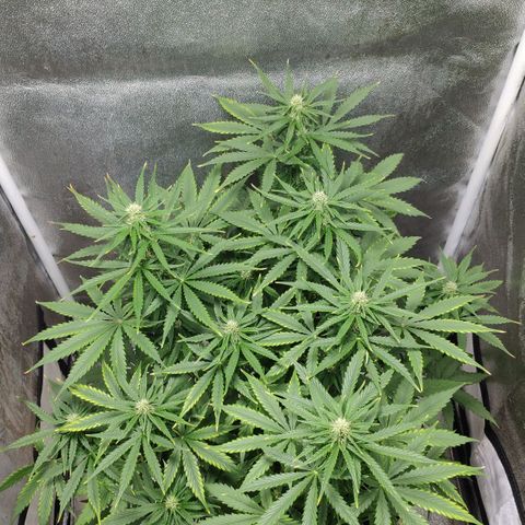 Ak47 Auto growlog photo: Día 42